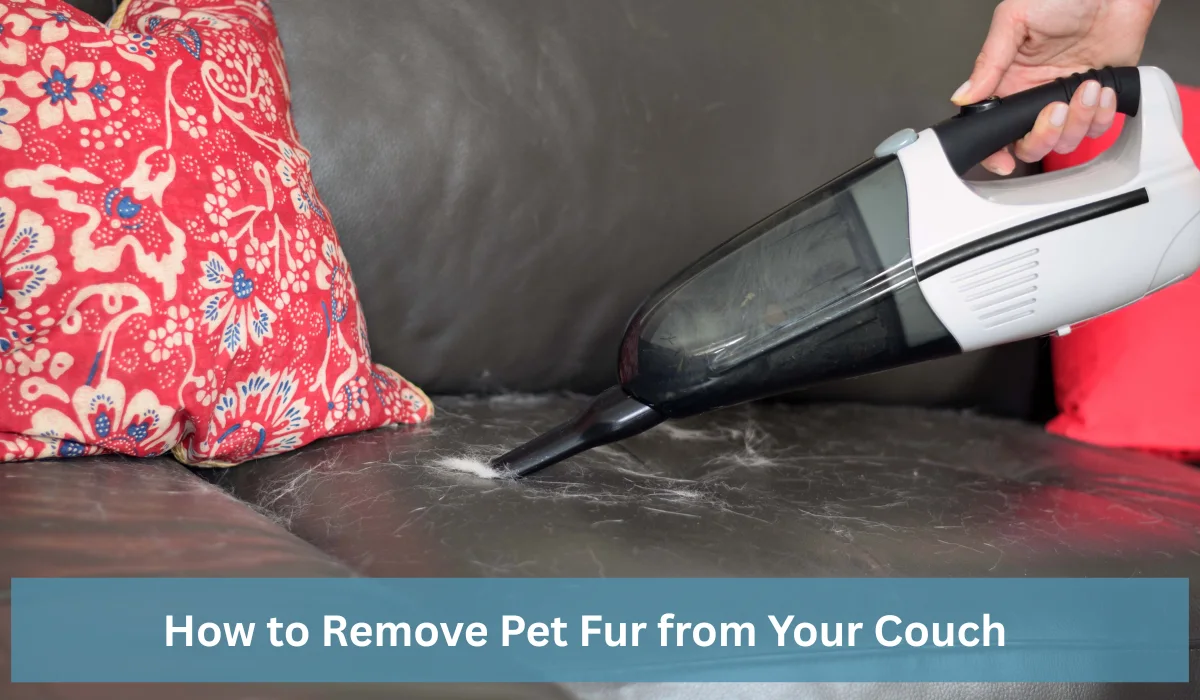 Couch Cleaner Removing Pet Fur from Your Couch.